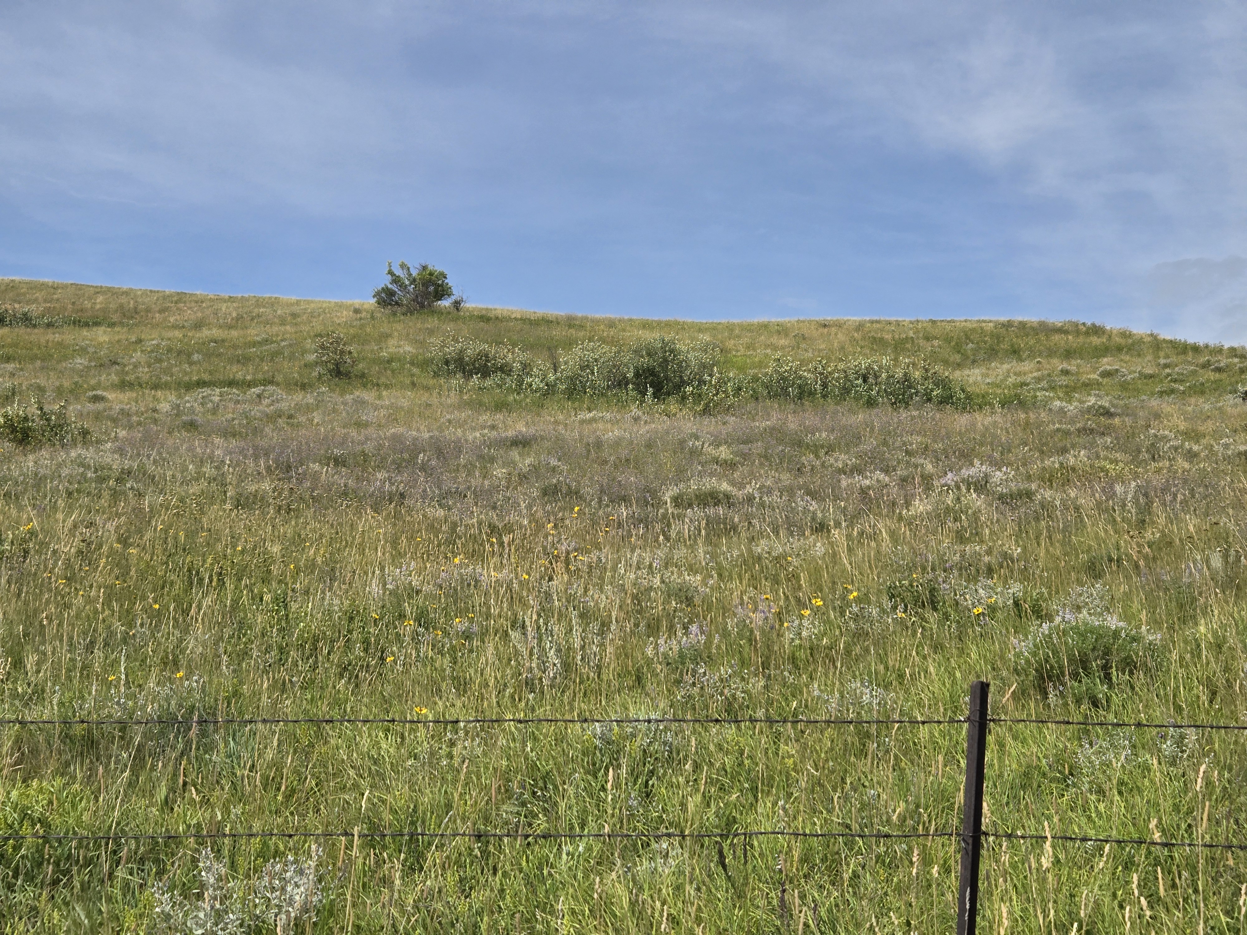 Spotted Knapweed in Fergus County